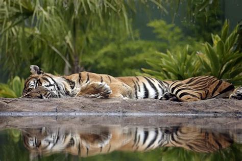 where do tigers sleep and how to do they sleep tiger tribe