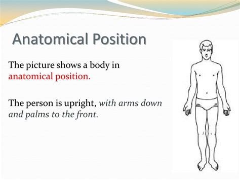 Ppt Body Organization Directional Terms Regions Sections Planes