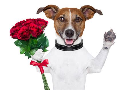 Dog Jack Russell Terrier Valentines Day Heart Shape Stock Photos