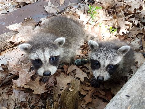 Cute Baby Raccoons Aww