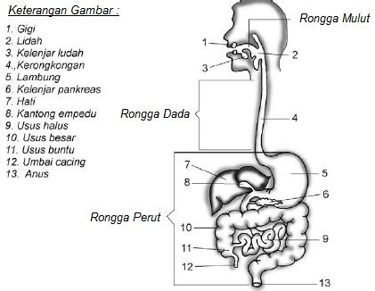 Maybe you would like to learn more about one of these? Fungsi Organ Tubuh Manusia dan Hewan (Pelajaran IPA SD/ MI ...