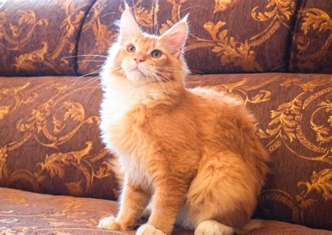 About The Orange Maine Coon Cat You May Be Suprised