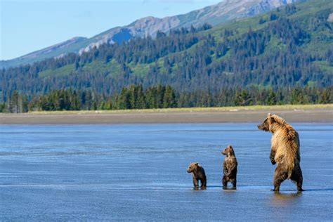 Adventures In Photography Alaskan Grizzly Bears With Chris Mclennan
