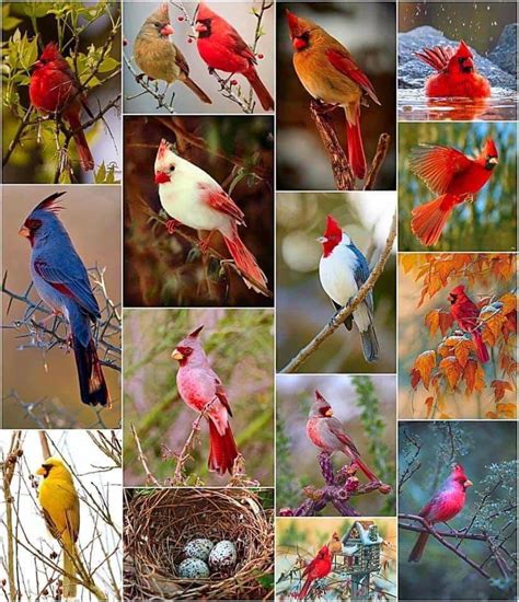 Cardinal Varieties Beautiful Birds Bird Birds