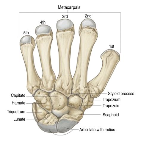Scaphoid Fracture And Other Types Of Wrist Fractures Vrogue Co