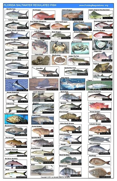 Florida Saltwater Fish Chart Amulette