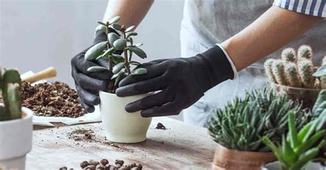 Propagating around this time makes your plant more susceptible to diseases and rot. Succulent Soil Mix: Make Your Own Succulent Potting Soil ...