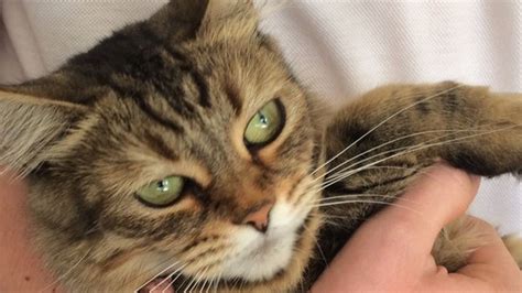 Lost Cat Rescued After Crying In Chimney BBC News