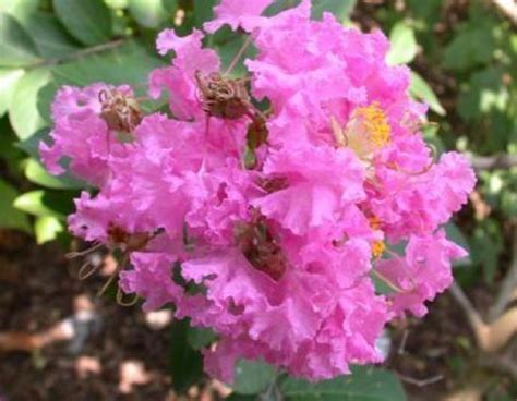 The 'acoma' crape myrtle is an uncommon shrub, but is used extensively in south georgia and florida to plant near streets, where it will not interfere with power lines by over growing. Dwarf Crepe Myrtle - Pink, Lagerstroemia indica