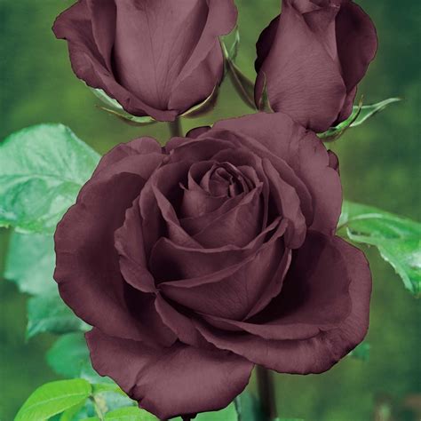 Black Baccara Roses For Centerpieces Flores Bonitas Flores