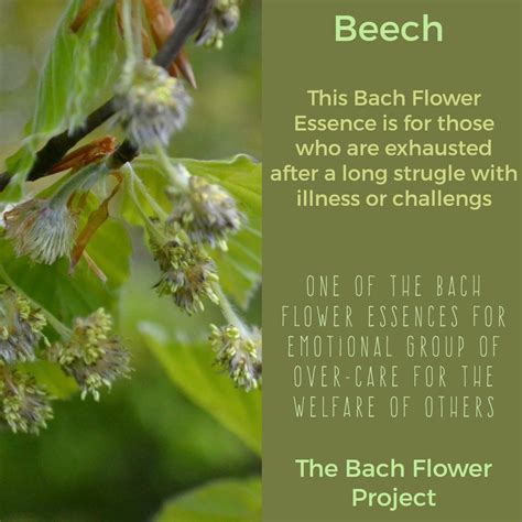 Bach Flower Remedy Beech Bach Flower Remedies Bach Flowers Flower