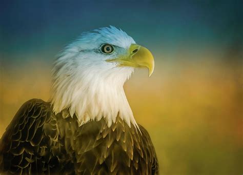 Bald Eagle Portrait In Courage Photograph By Evie Chang Henderson