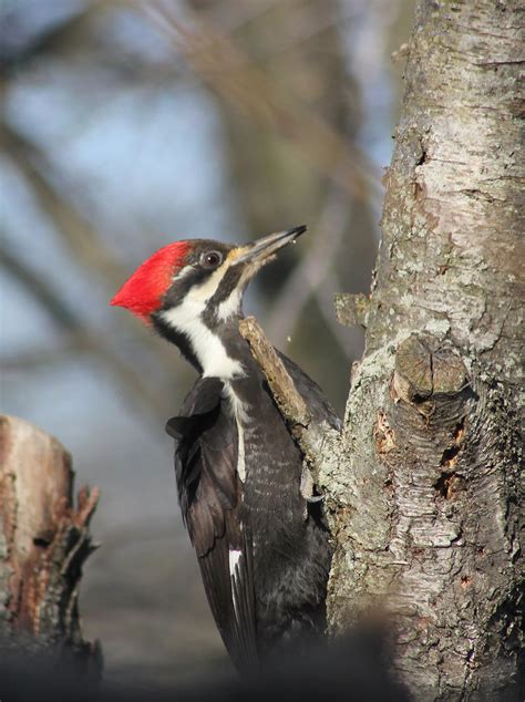 Pileated Woodpecker Indiana Ivy Nature Photographer Flickr