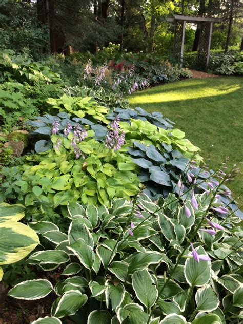 How well do you know the nature of our planet? Made for Shade - FineGardening