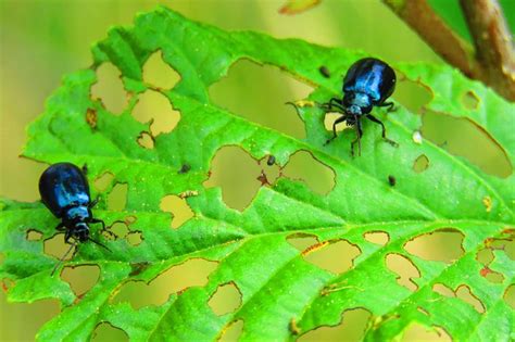 13 Common Garden Pests And How To Treat Them