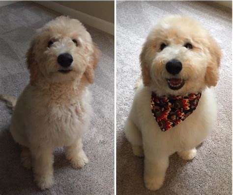Goldendoodle Haircut Before And After Which Haircut Suits My Face