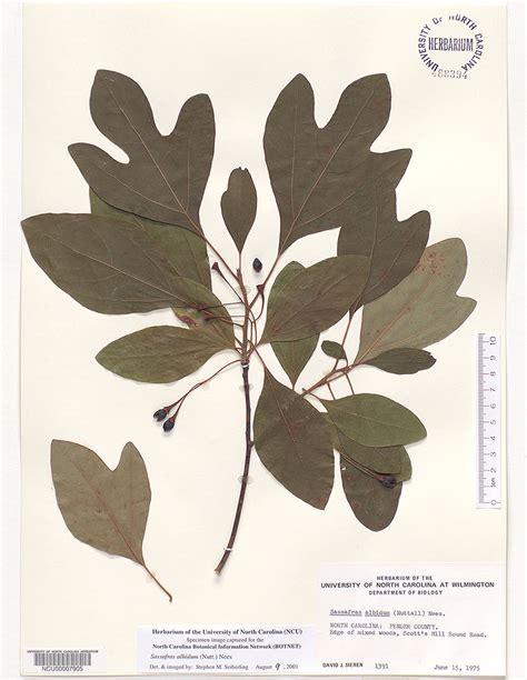 Glues, stains, and finishes well. Plant Information Center - Sassafras albidum