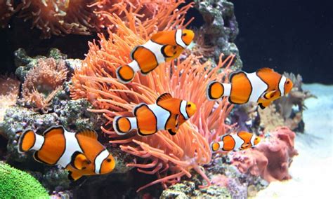 Home Downloads Vollversion Coral Reef Aquarium 3d Screensaver