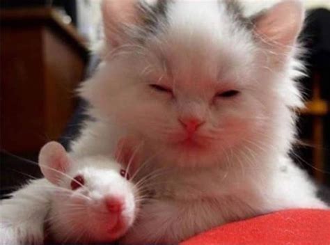 We specialize in cats and because we are a small clinic, each cat receives our full attention, which is lost in larger clinics. 19 unusual photos of cats and mice being best friends