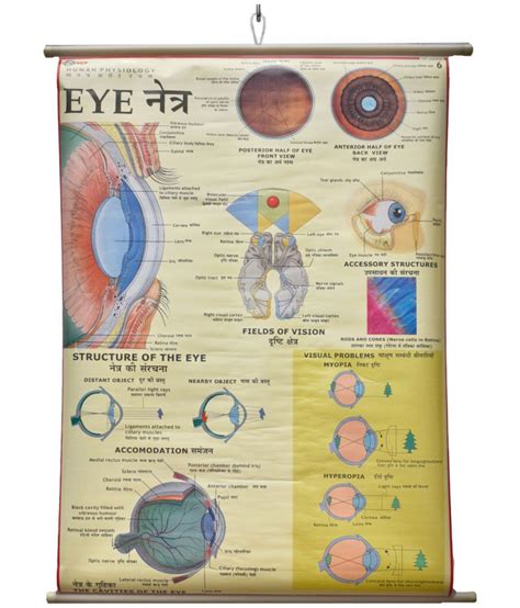 Human Eye Chart Laminated Wall Chart Size 100x75 Cm Perfect For