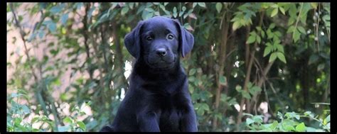 Mother comes from a long line of champion hunting dogs. Labrador Retriever Breeder in California, Black/Yellow ...