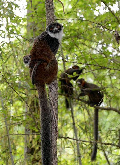 Baby Lemurs Equal Big Jobs Duke Lemur Center
