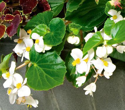 Cover the pots loosely with clear plastic to keep the soil lightly moist (not wet). Begonia BabyWing® White | White Flower Farm