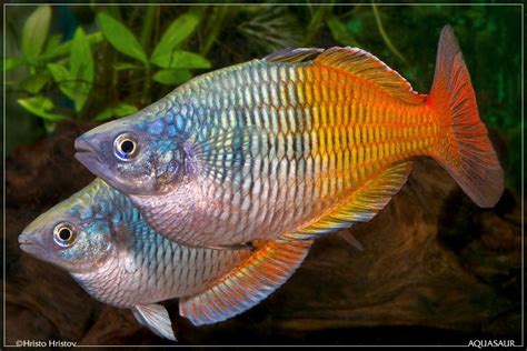 Fish guide for red rainbowfish, glossolepis incisus, salmon red rainbowfish profile with red rainbowfish photos and description, rainbowfish care, habitat, diet and behaviors, keeping the red. Melanotaenia boesemani (Меланотения боесемани) мъжки ...