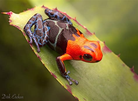 Red Headed Poison Dart Frog Photograph By Dirk Ercken Fine Art America