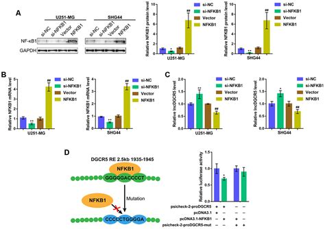 LncRNA DGCR5 Plays A Tumor Suppressive Role In Glioma Via The MiR 21