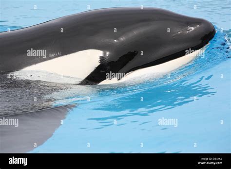 Killer Whale Underwater Pod Hi Res Stock Photography And Images Alamy