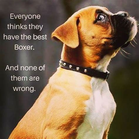Pin By Stayfatandlazy On A Dogs Life Boxer Dog Quotes Boxer Dogs