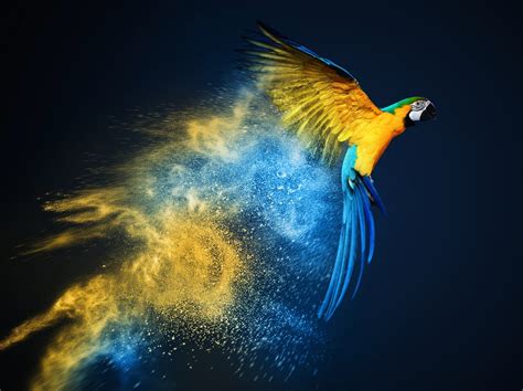 Blue And Yellow Macaw Hd Wallpaper Background Image 1920x1437 Id