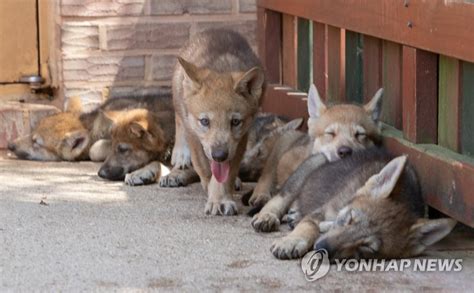 강아지가 아닙니다 새끼 늑대 공개 연합뉴스