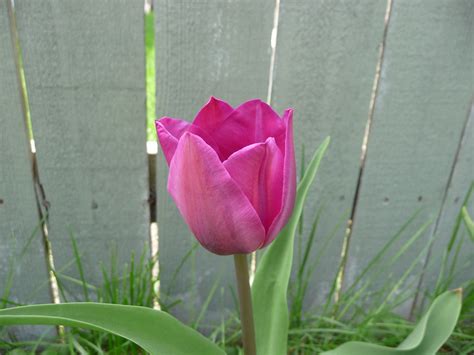 Tulip 01 Phil Flickr