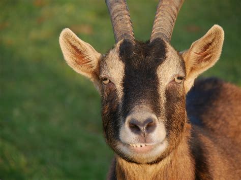 Hawaiis Feral Goats Cute—but Destructive Big Island Now