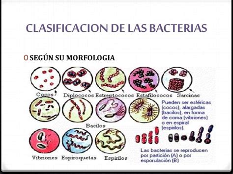 Clasificacion De Bacterias Como Se Clasifican Images