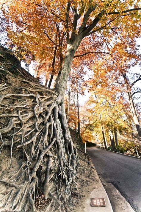 18 Beautiful And Strange Trees Now Thats Nifty