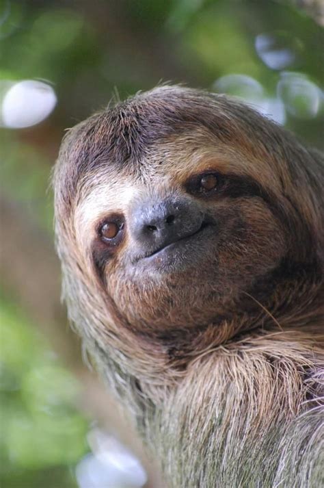 Sloths Funny Animal Faces Cute Baby Sloths Baby Animals Funny