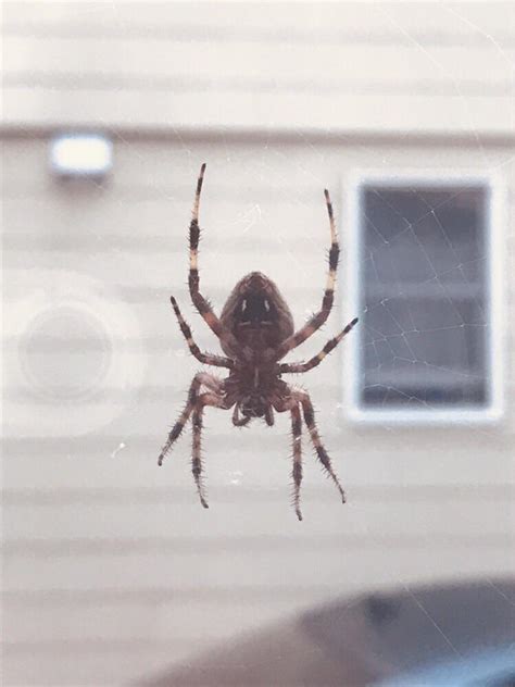 American House Spider Long Island Ny Rspiders