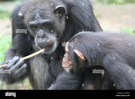 Chimpanzee Baby Tree Hi Res Stock Photography And Images Alamy