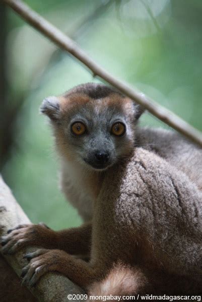 Picture Female Crowned Lemur Eulemur Coronatus
