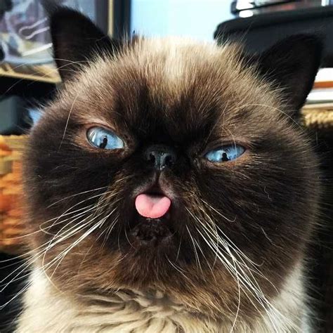Der The Cat Does Nothing But Blep Aww Post Derpy Cats Cat Facts Cats
