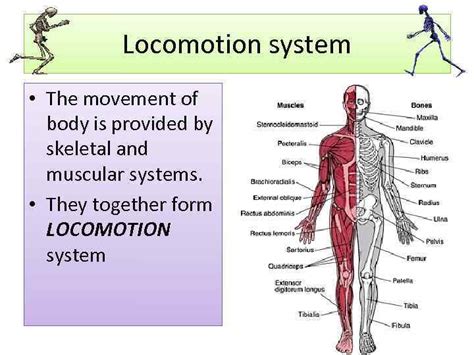 Human Skeletal System Locomotion System The