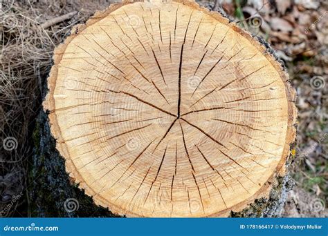 Texture Cross Section Of Cut Tree With Cracks Tree Stump With Cracks