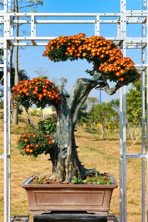 Le siepi sono filari di piante, spesso sempreverdi, con alcuni utilizzi particolari: Albero Di Bonsai Con Fiori Di Crisantemo Color Arancione Fotografia Stock - Immagine di sviluppo ...