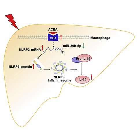 Cannabinoid Receptor 1mir 30b 5p Axis Governs Macrophage Nlrp3