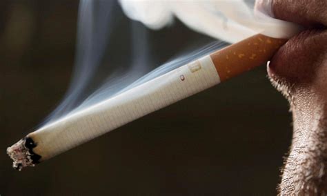 Riot Fears As Cigarettes Set To Be Banned From Prisons In England And