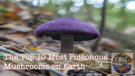 The Top 10 Most Poisonous Mushrooms On Earth Jn Amazingworld Youtube
