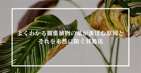 よくわかる観葉植物の葉が黄ばむ原因とそれを未然に防ぐ対処法